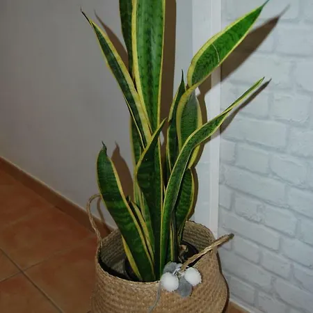 Appartement Casa Yerida Cotillo
